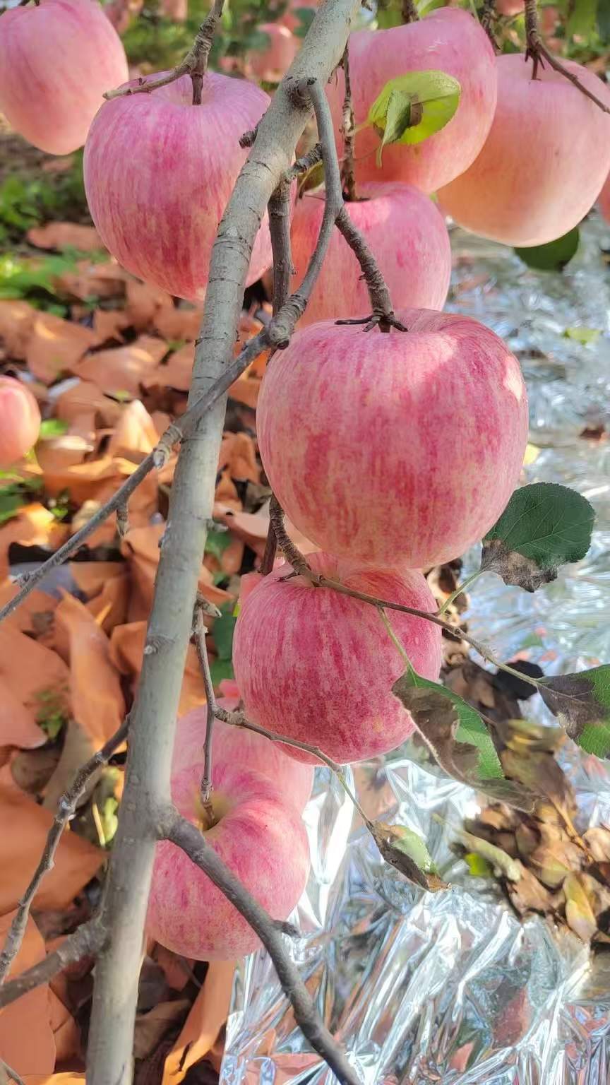 苹果 1