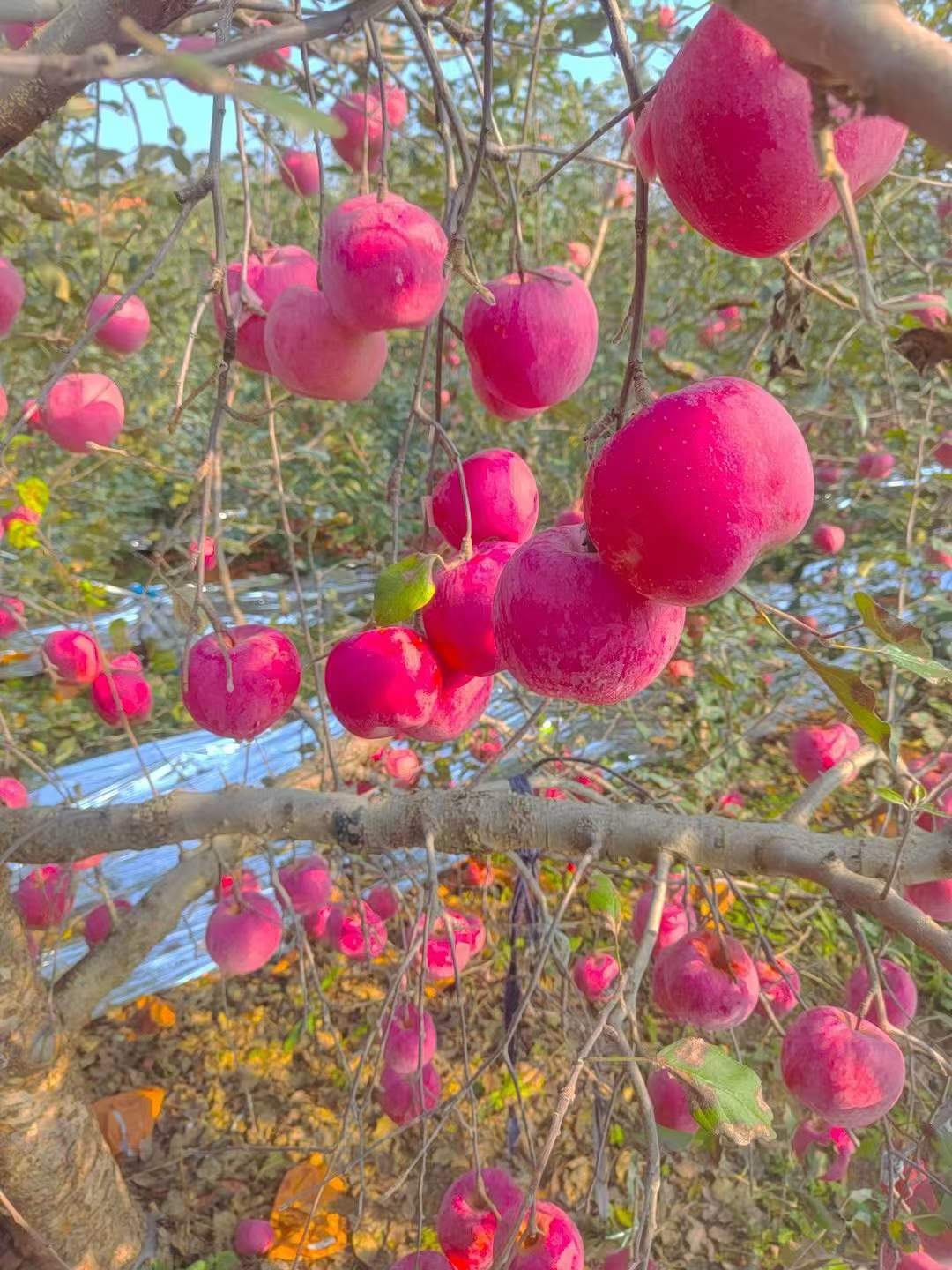 苹果 2